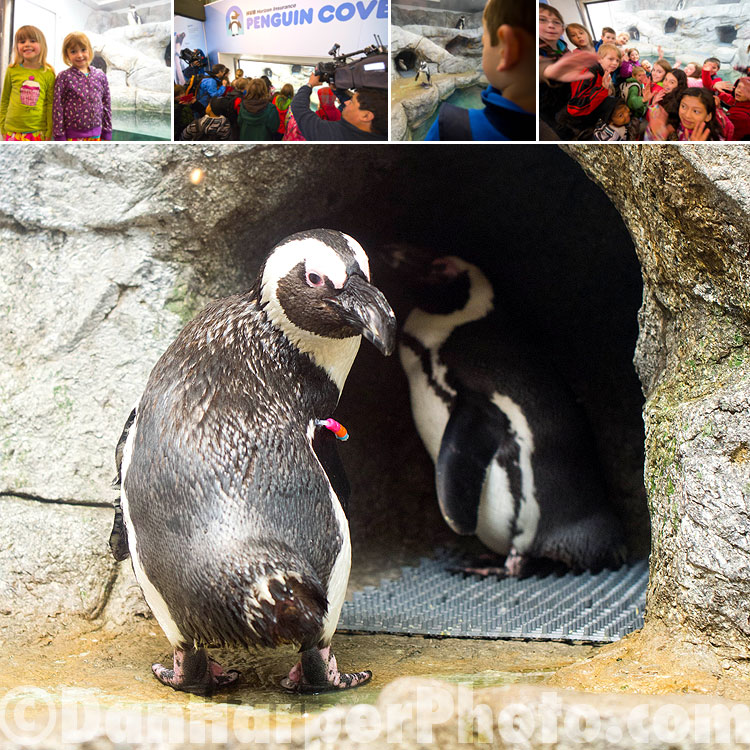 assiniboine park penguins